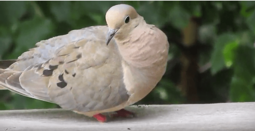 Mourning Dove Toe Deformities&nbsp;Revisited
