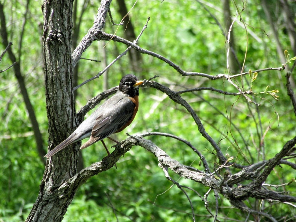 Robins Are Back