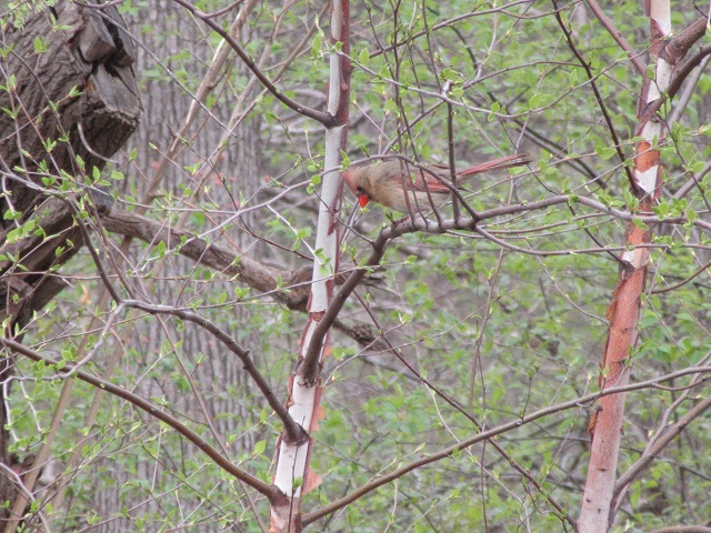 Cardinals vs Robins?