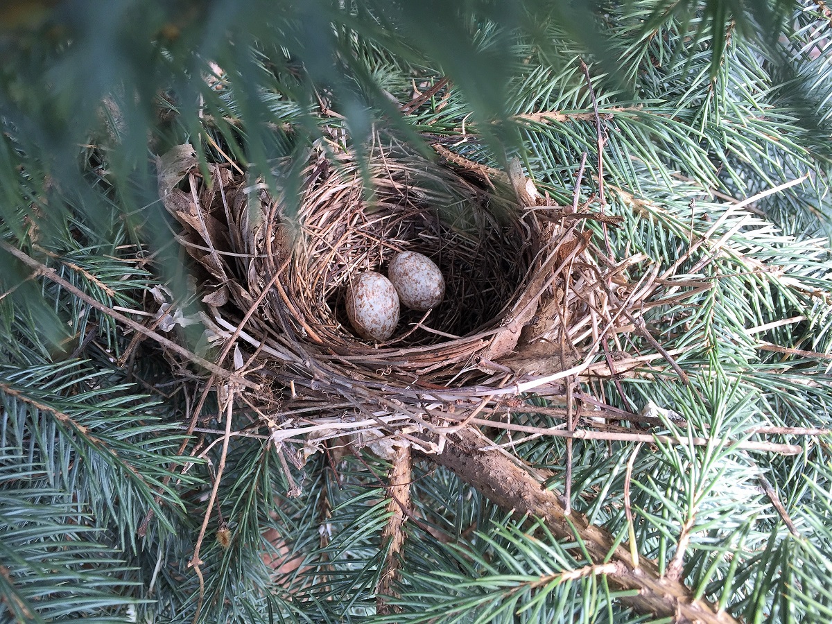 Oops, We Missed Earth Day&nbsp;2019