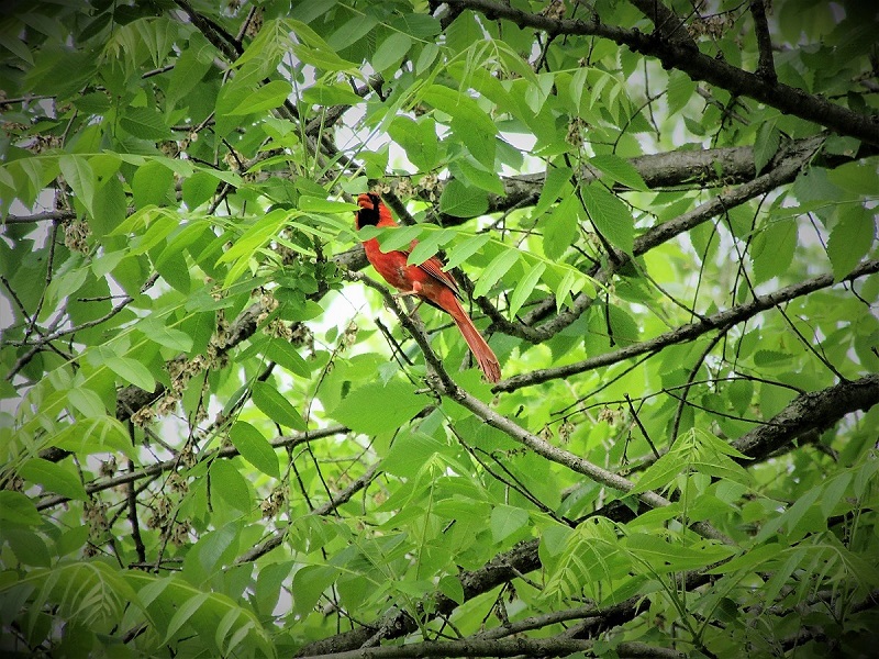 More Time for&nbsp;Birds