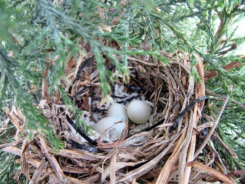 Spring is for the&nbsp;Birds