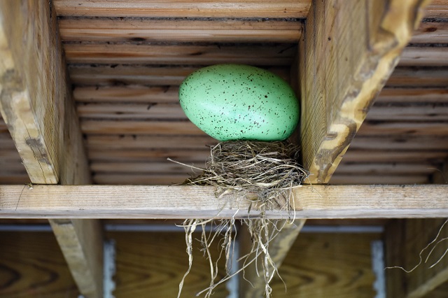 What’s Up with the&nbsp;Birds?