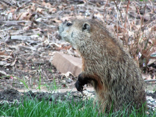 The Groundhog Effect