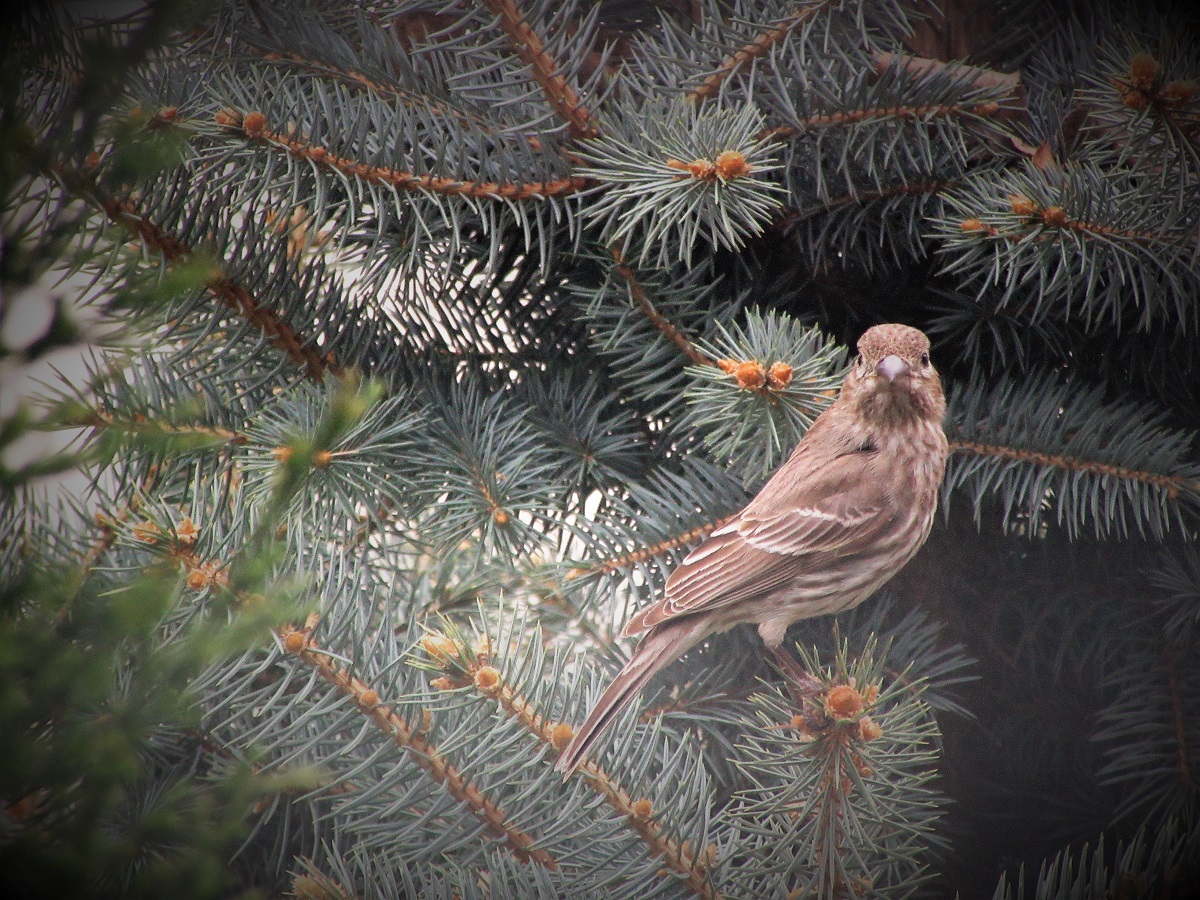 Marauding Crow Snatches&nbsp;Nestlings