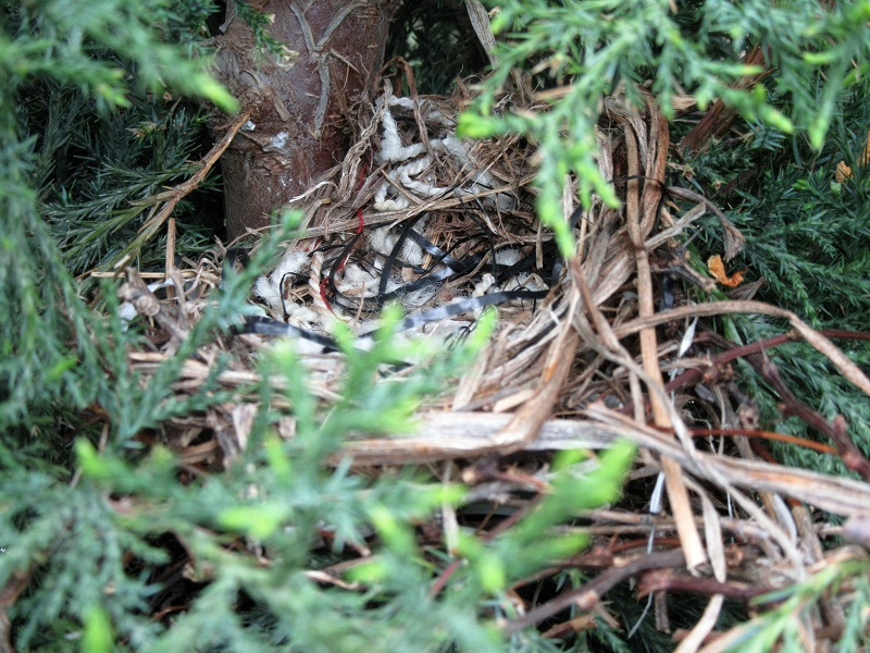 Saga of the&nbsp;Nestlings