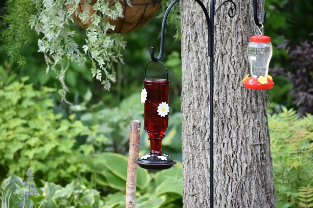 Looking for Hummingbirds