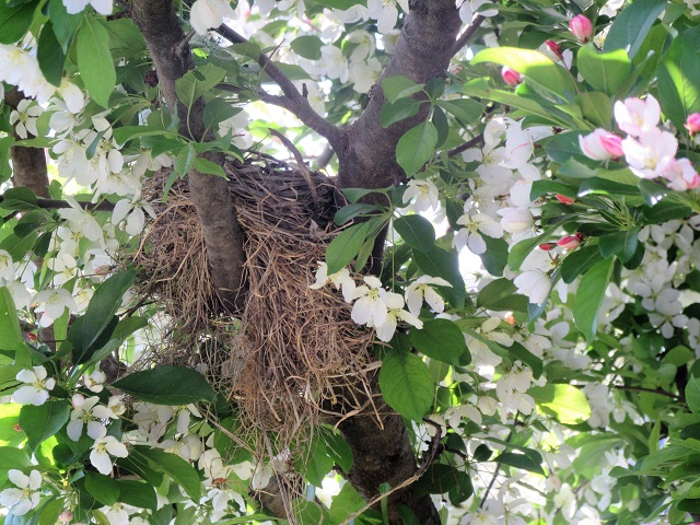 Spring, A Time for Optimism