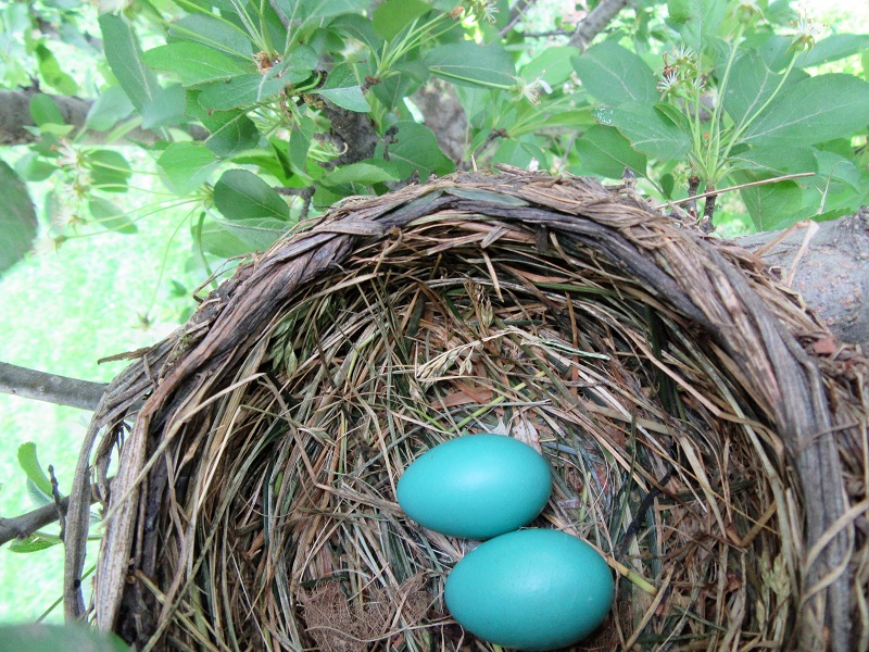 The Robins Try&nbsp;Again