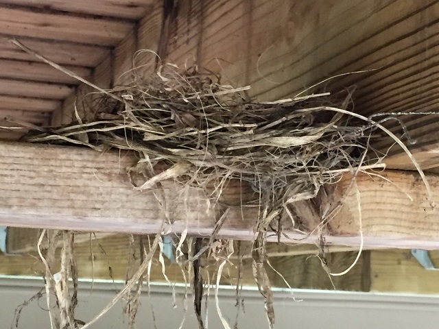 OK, Maybe Robins Can Build Nests&nbsp;Anywhere