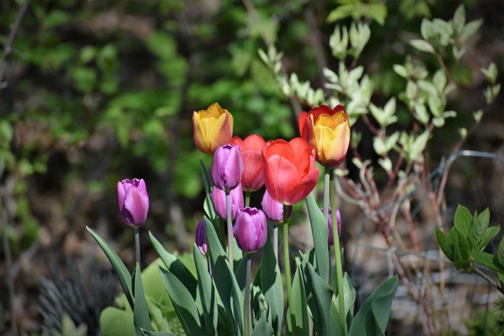 Spring