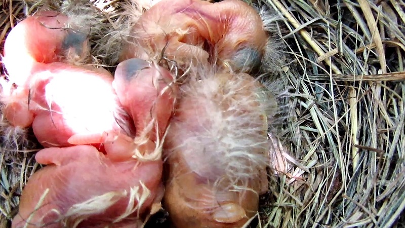 Baby Robins Fill the Nest