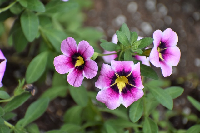 Life in the&nbsp;Garden