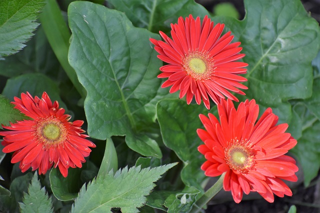 Gerber Daisies