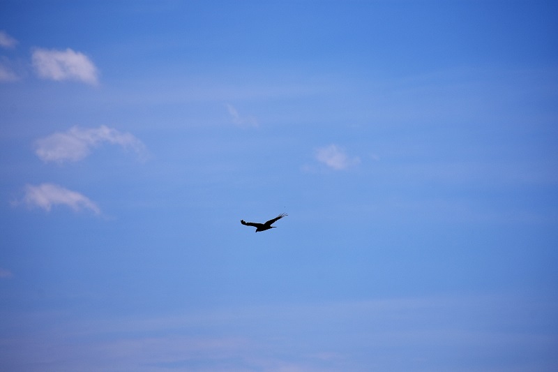 Soaring Bird in the&nbsp;Neighborhood