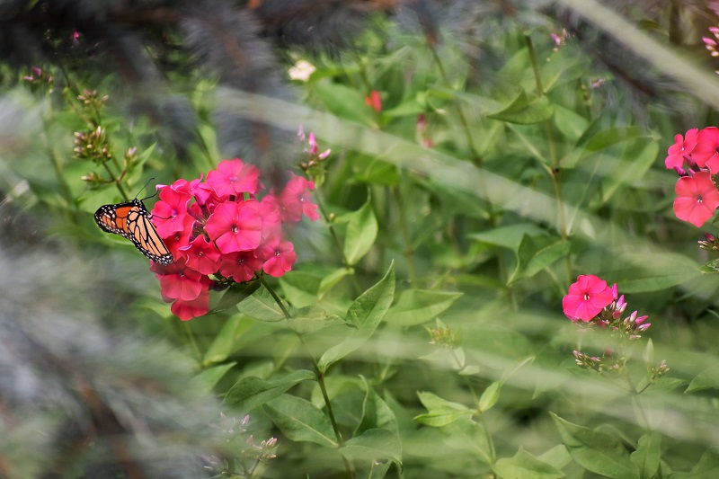 Suicide Risk Assessment Update&nbsp;2019