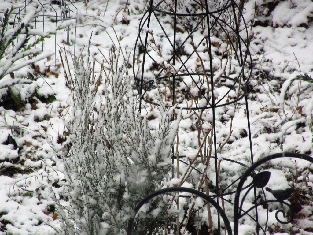 Snow Today