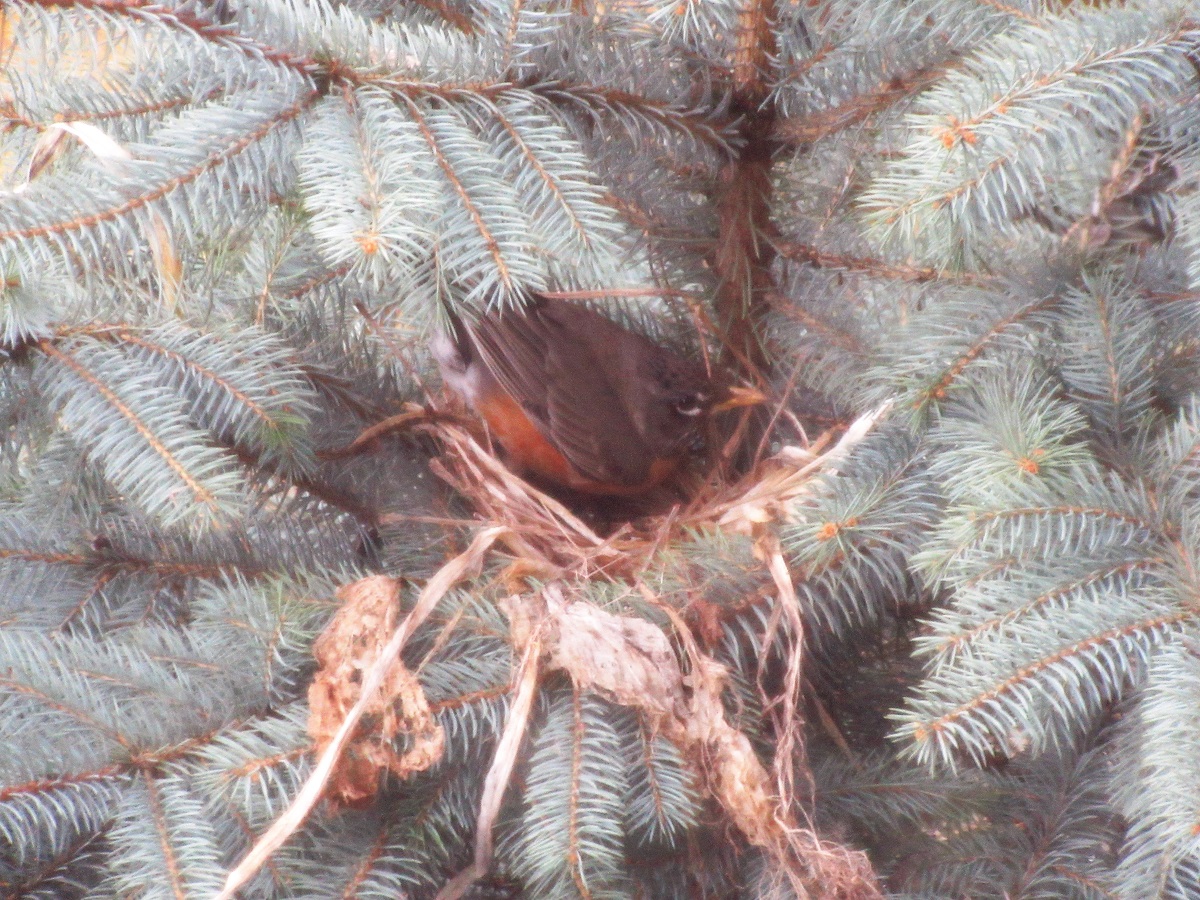 The Robins are&nbsp;Back