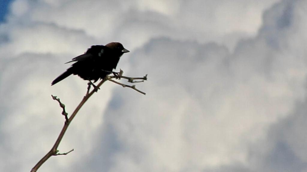 Wind and Wings