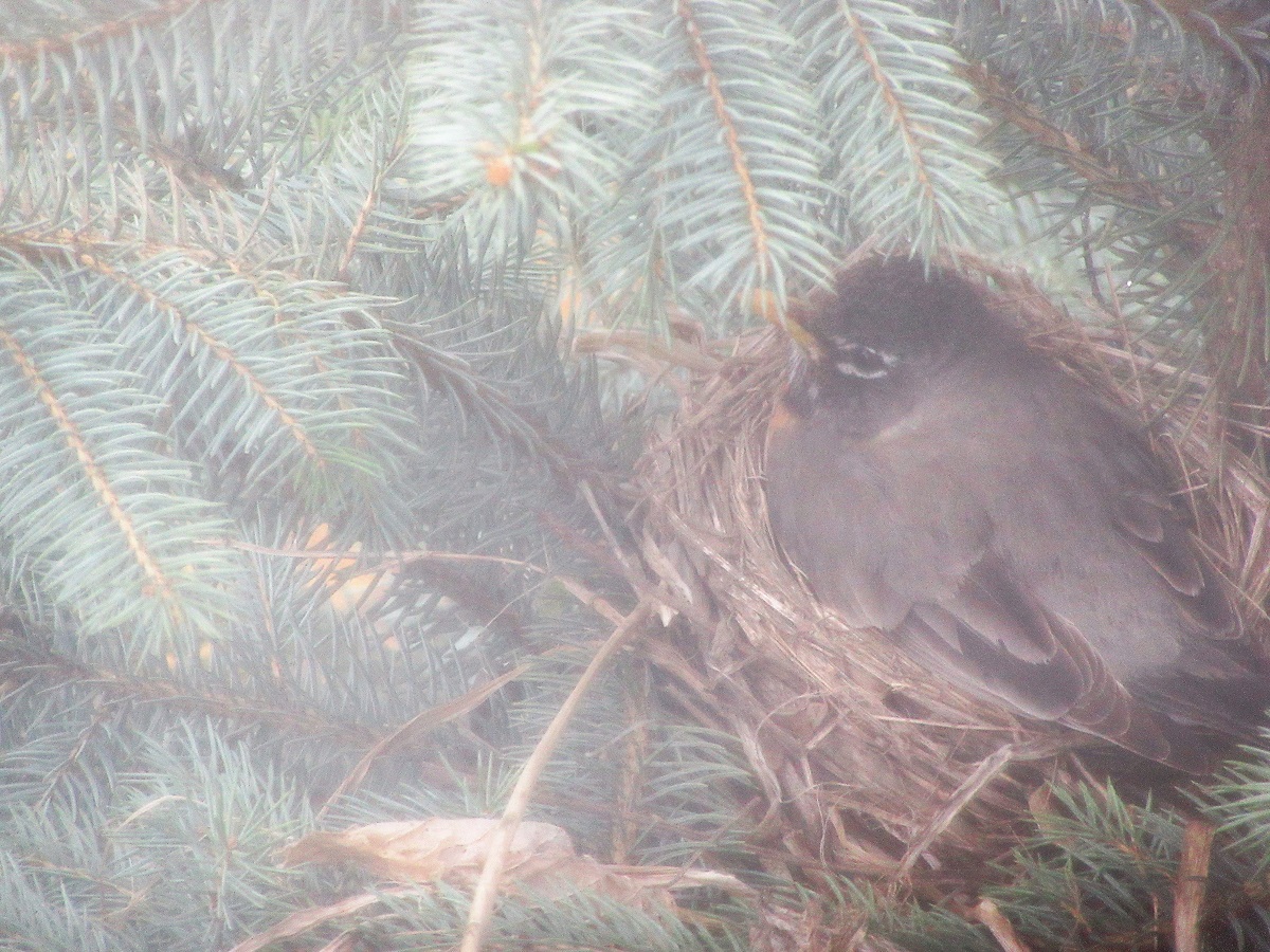 Mother’s Day for a Robin – Go Retire Psychiatrist