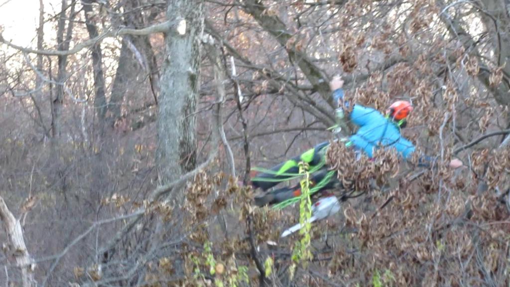 Wild, Flying Tree&nbsp;Warriors