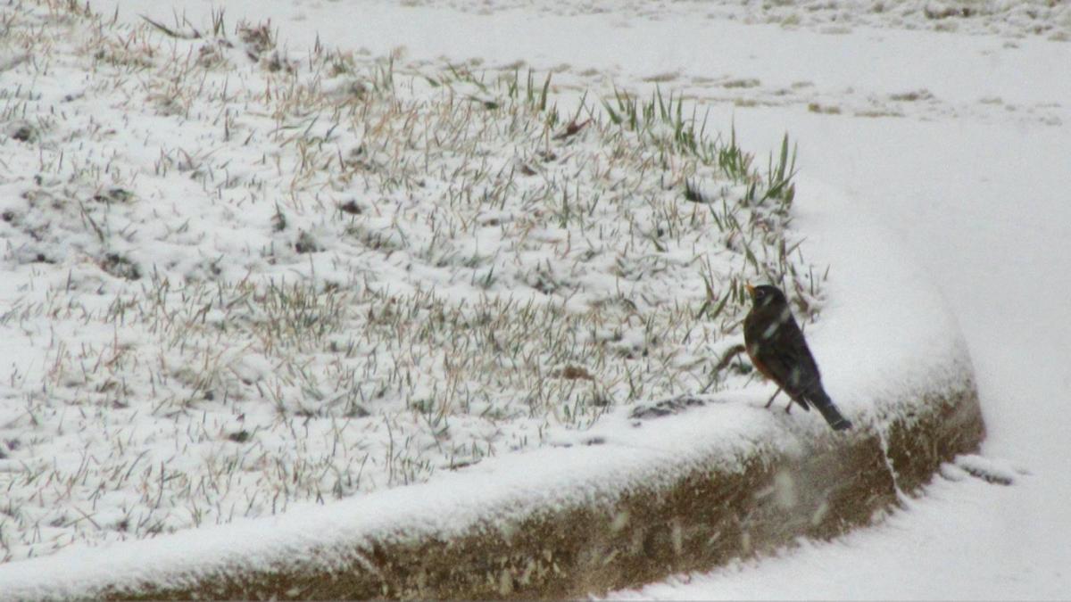 Hope This is the Last Day of the Arctic&nbsp;Blast