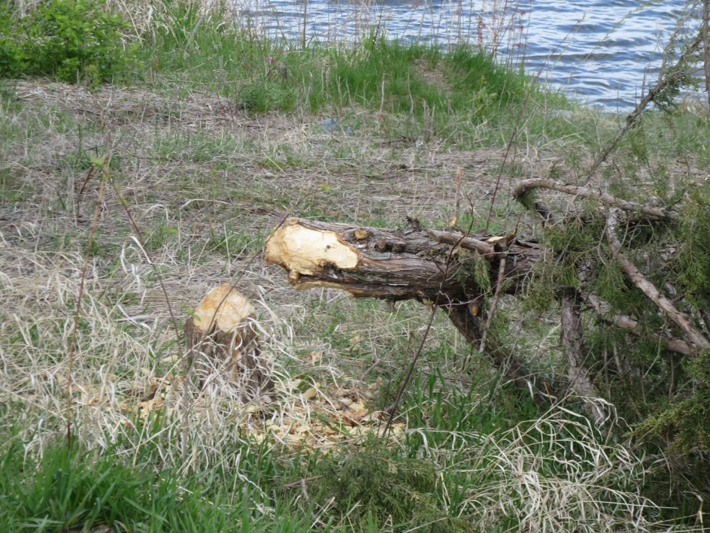 Busy as a Beaver
