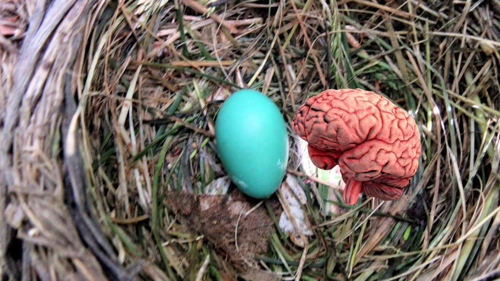 Foreign Accent Syndrome and the Brain