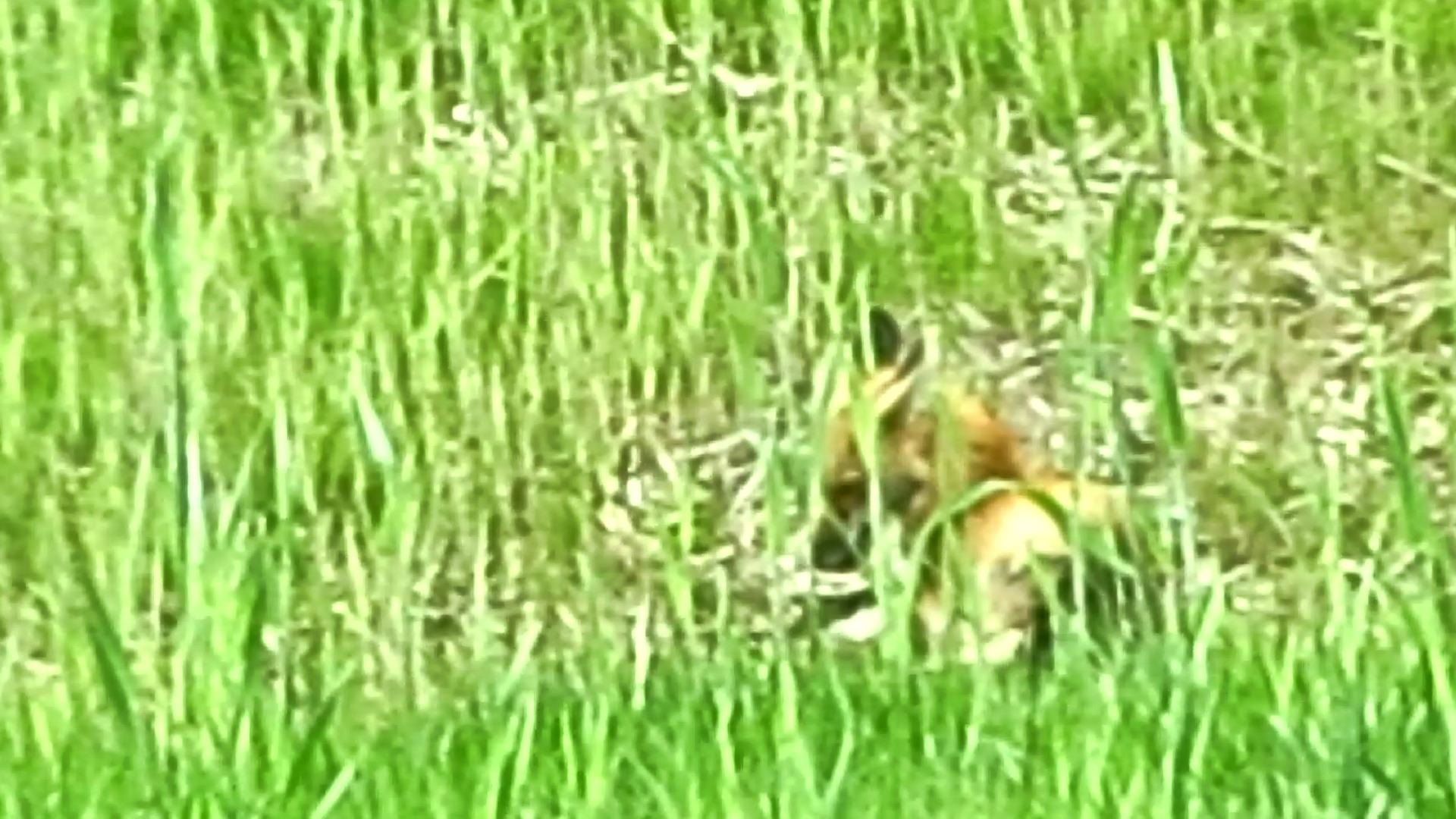 Crazy Like a Fox