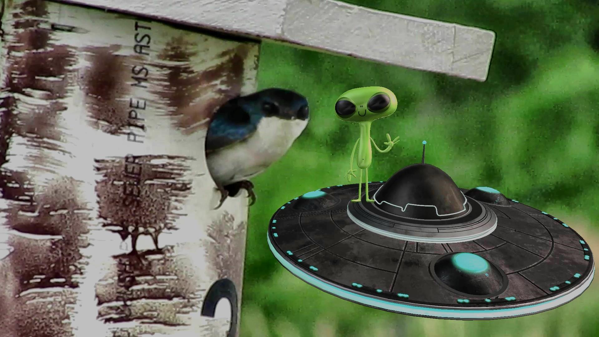 Common Trekkie Birds