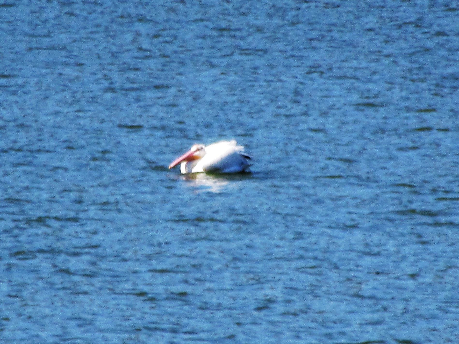 Pelican on the&nbsp;Lake