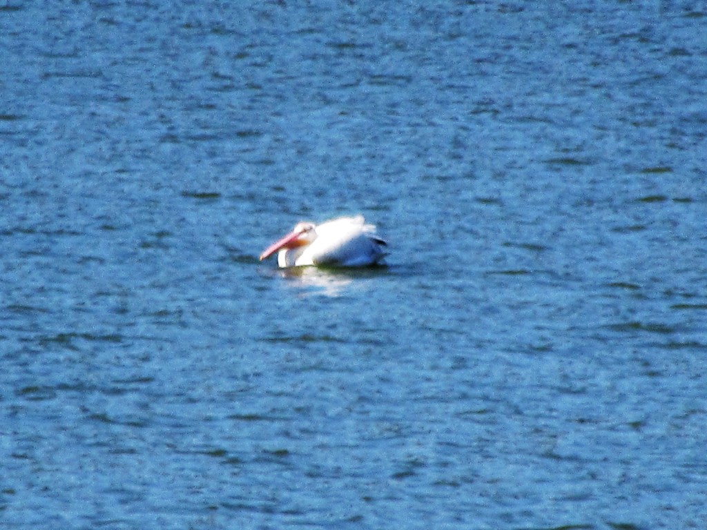 Pelican on the&nbsp;Lake