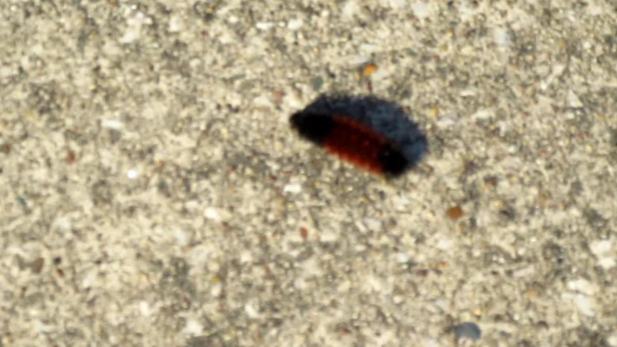 Follow the Trail of the Woolly Bear&nbsp;Tale