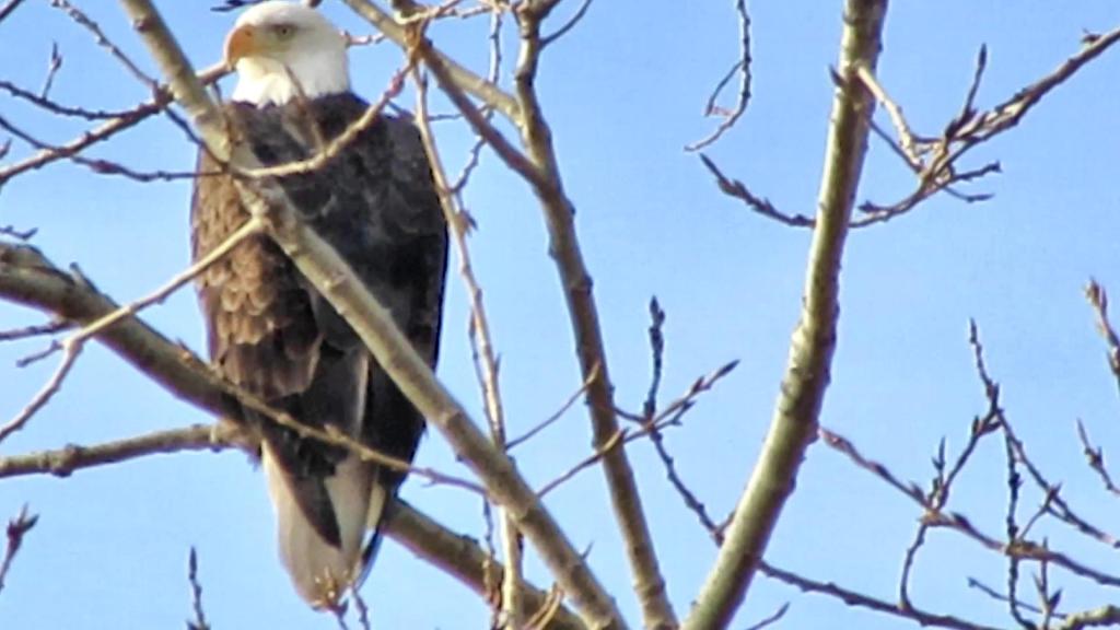 Help Me Find the Origin of the Bald Eagle Joke!