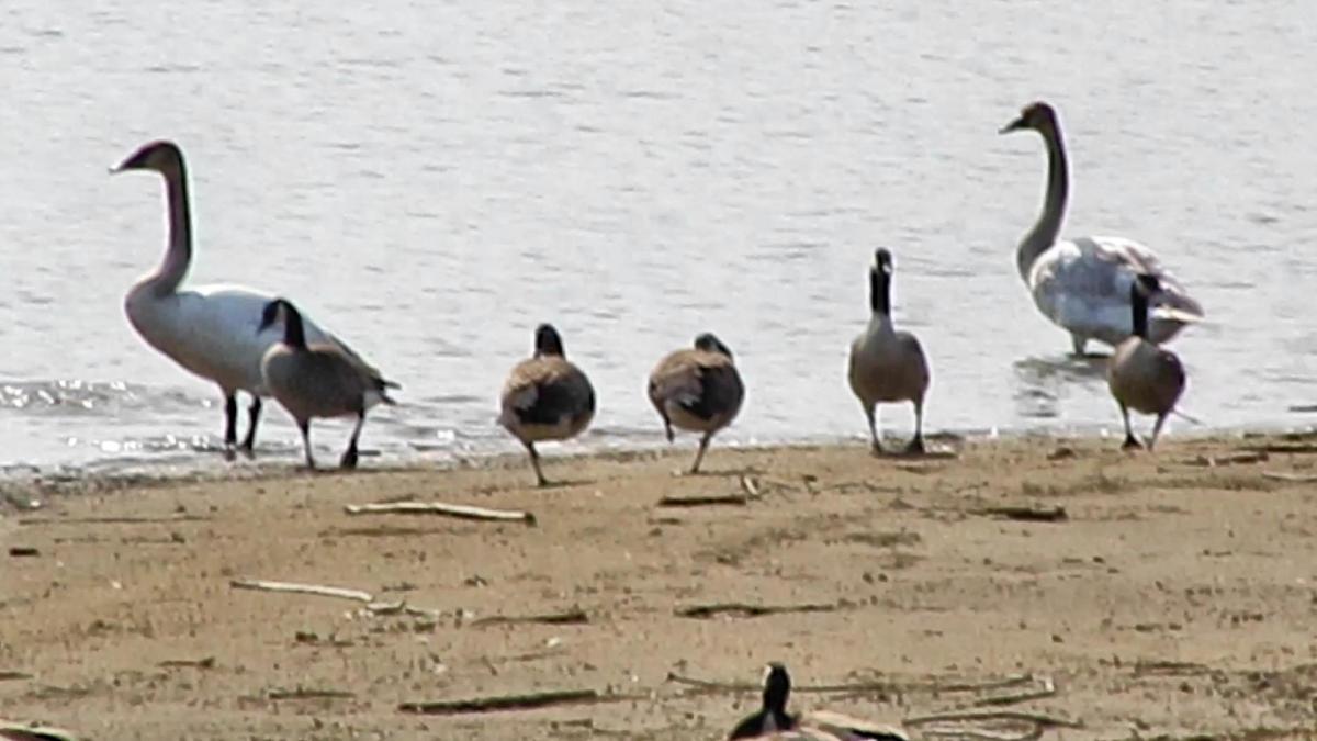 Birds of a Different&nbsp;Feather