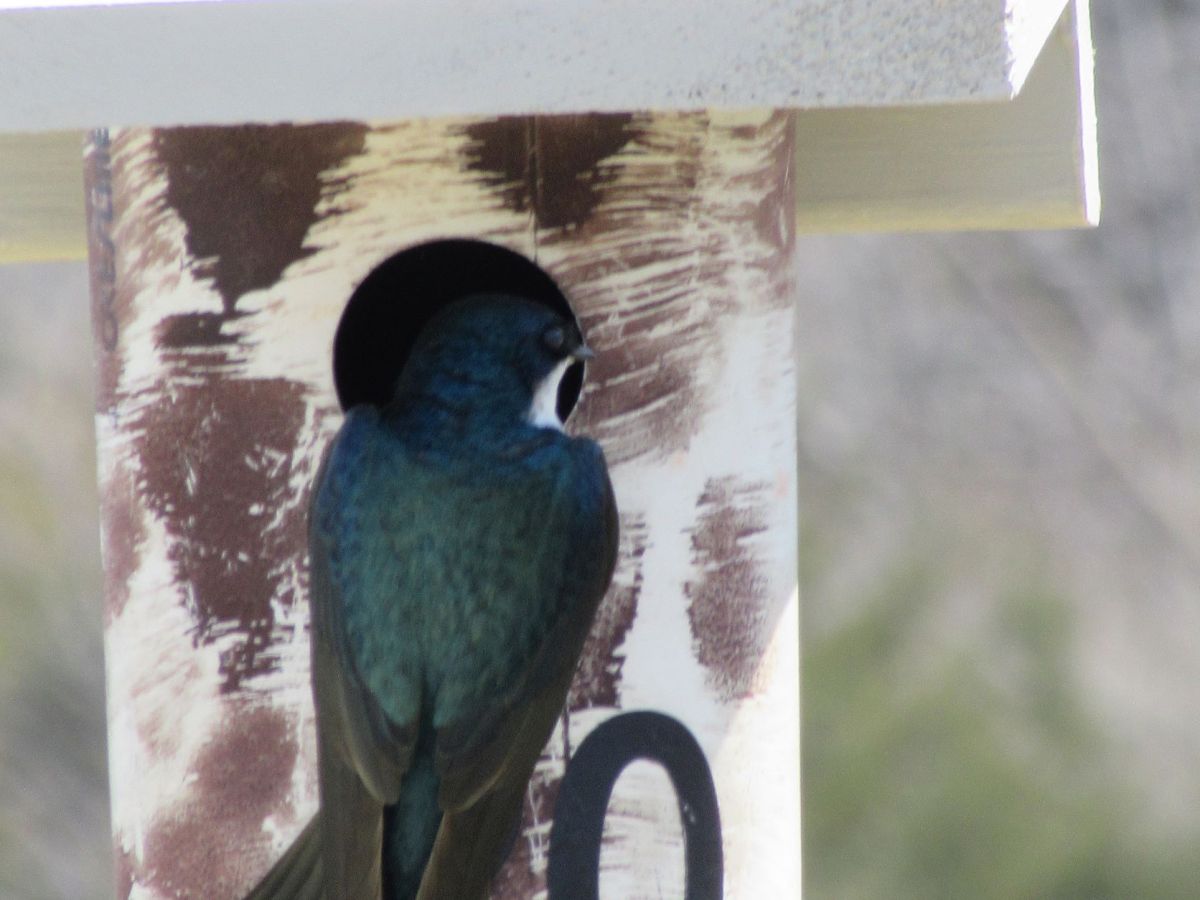 Lucky Spring Birds Are&nbsp;Back!