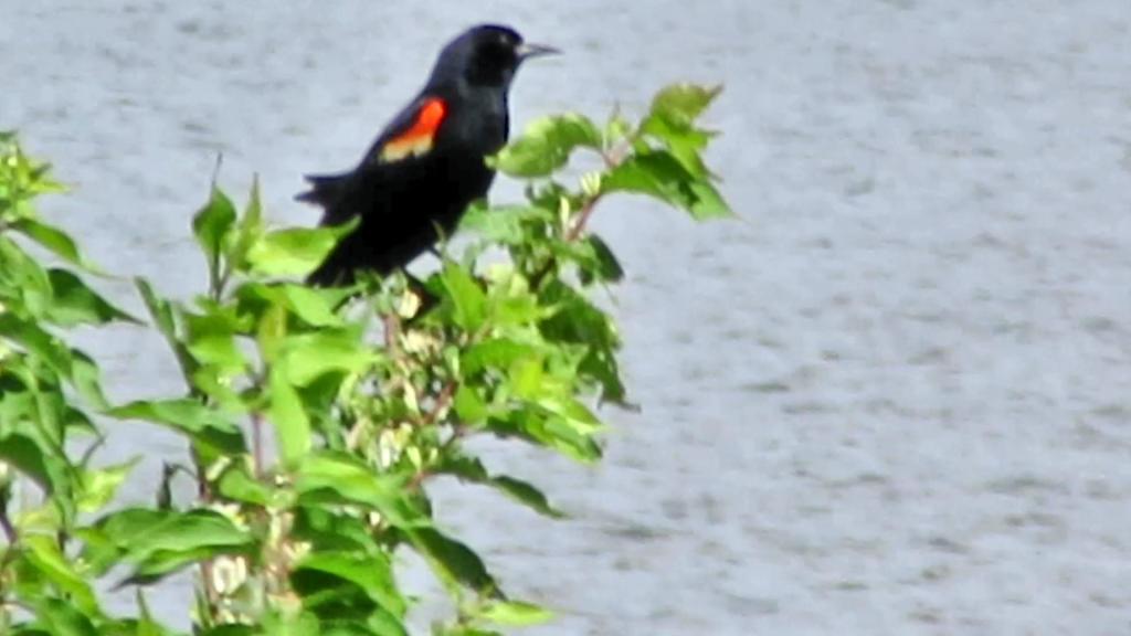 How the Feathered Half Lives