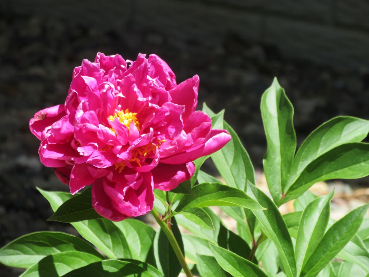 Sena Grows Peonies!
