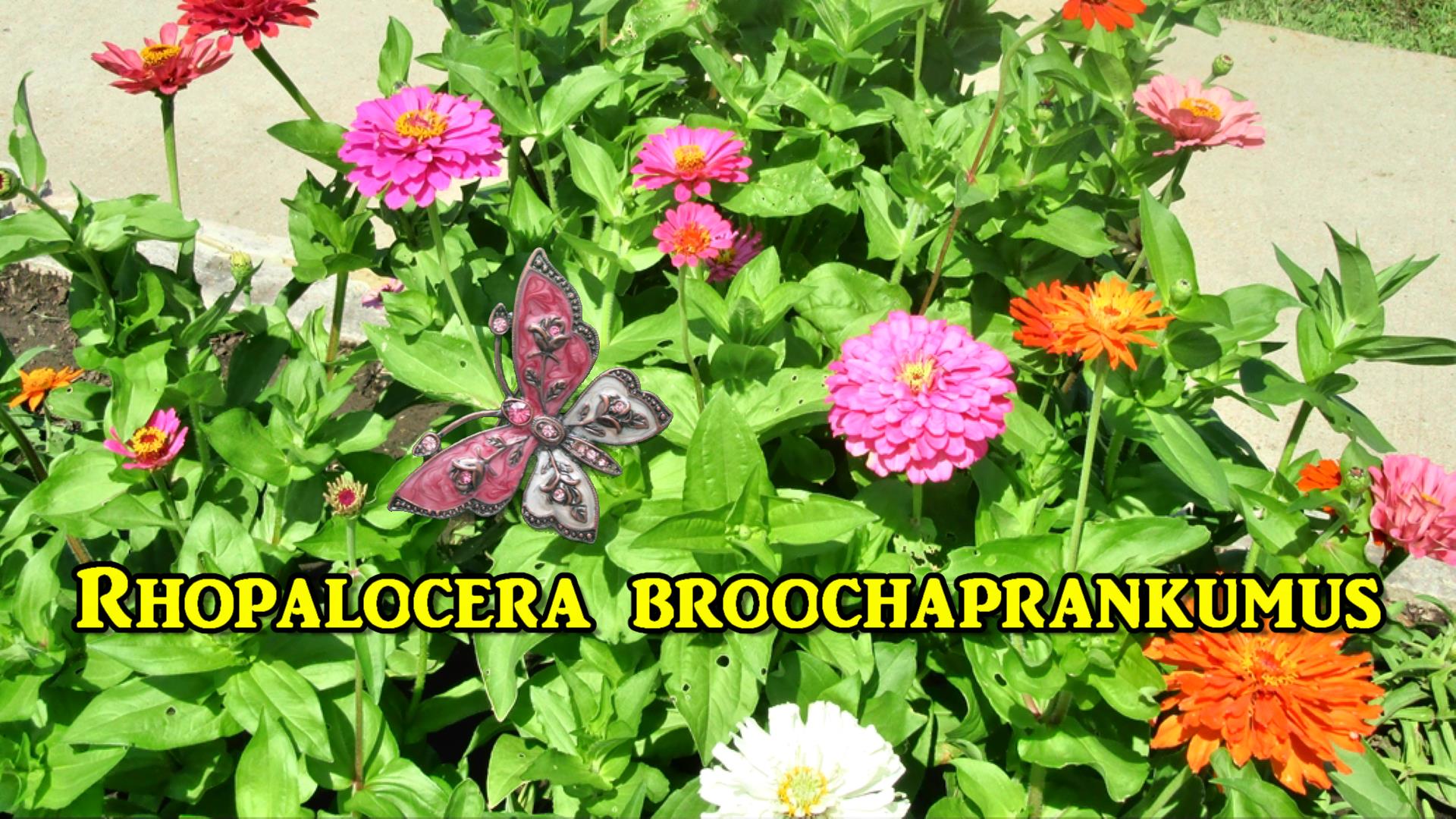 Nature Walk with Rare Broochaprankumus Species