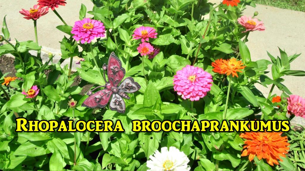 Nature Walk with Rare Broochaprankumus Species