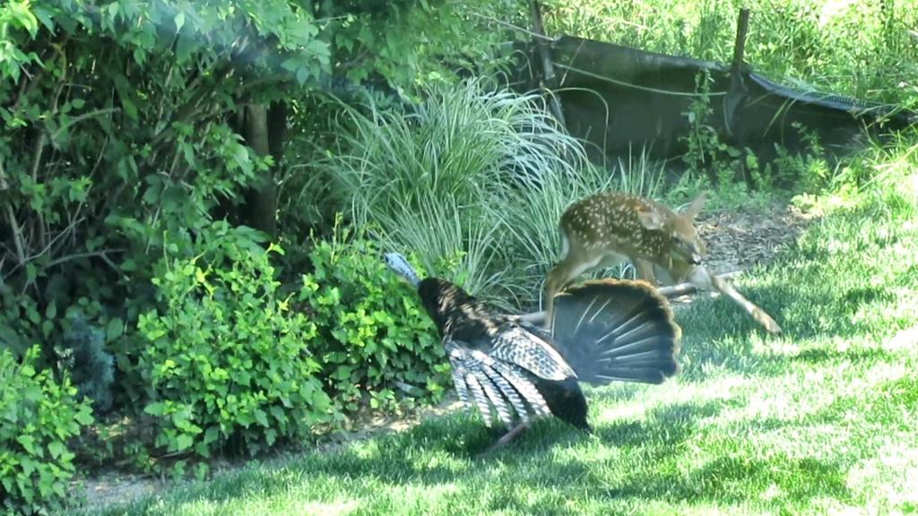 Backyard Animal Parade