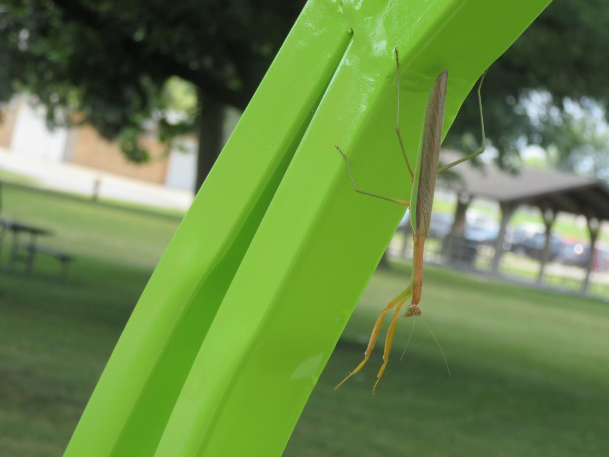 Art in the Iowa City&nbsp;Parks