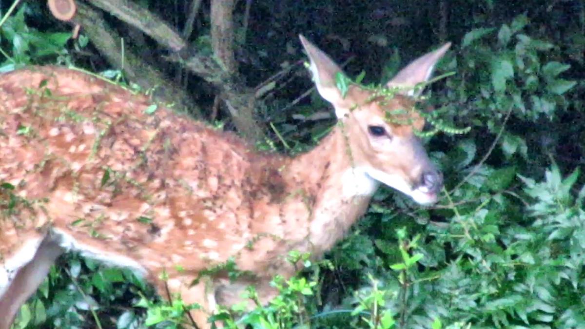 Deer Sport Fashion Camouflage After Hard&nbsp;Rain