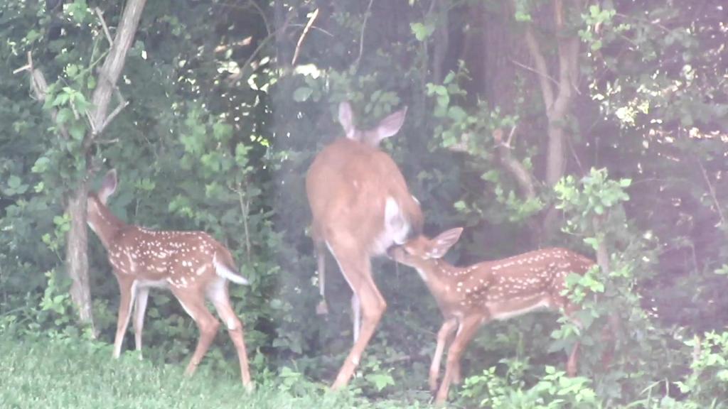 What About the&nbsp;Deer?