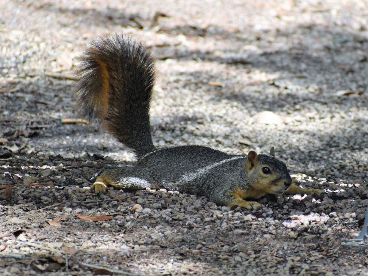 Ever See Bigfoot&nbsp;Splooting?