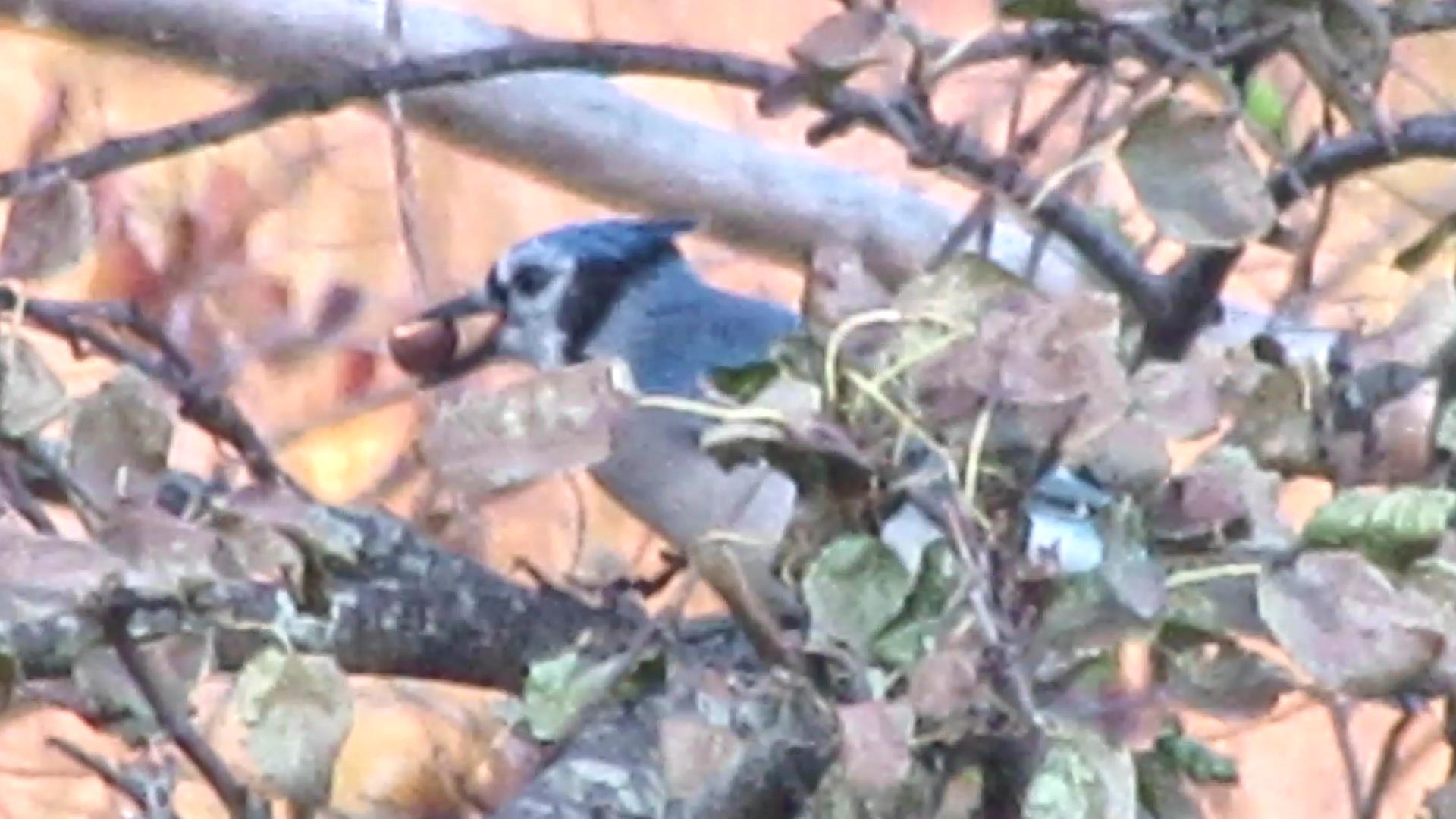 Blue Jays at&nbsp;Breakfast