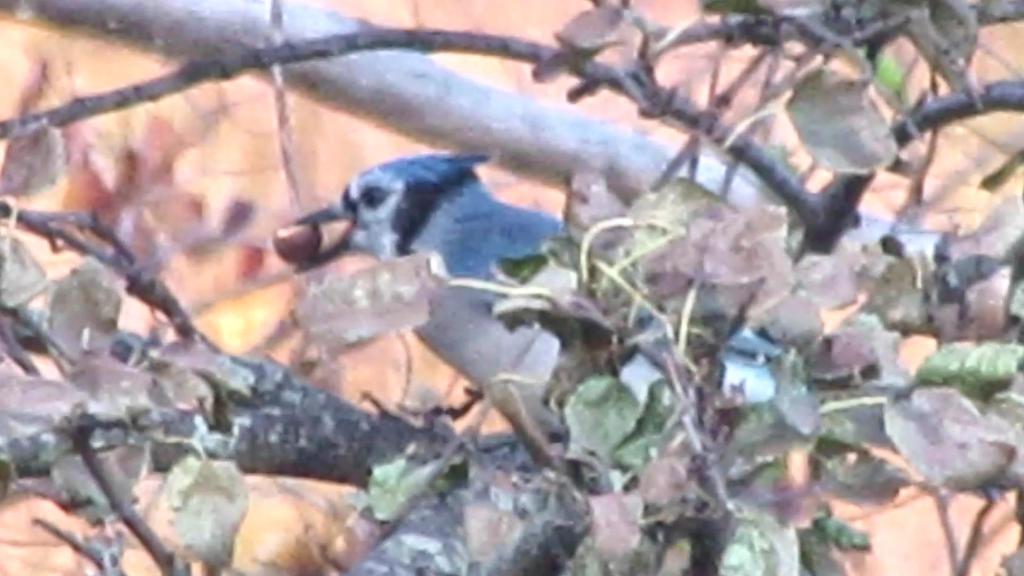 Blue Jays at Breakfast