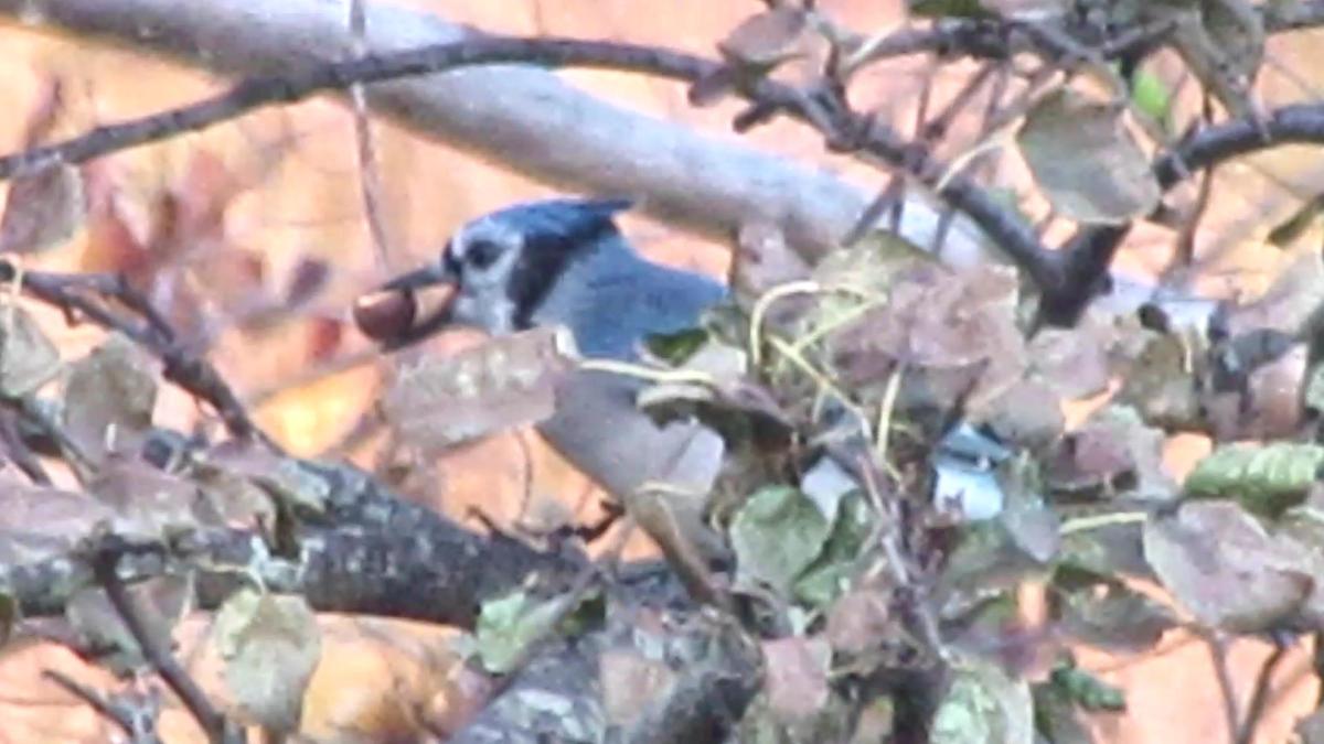 Blue Jays at&nbsp;Breakfast