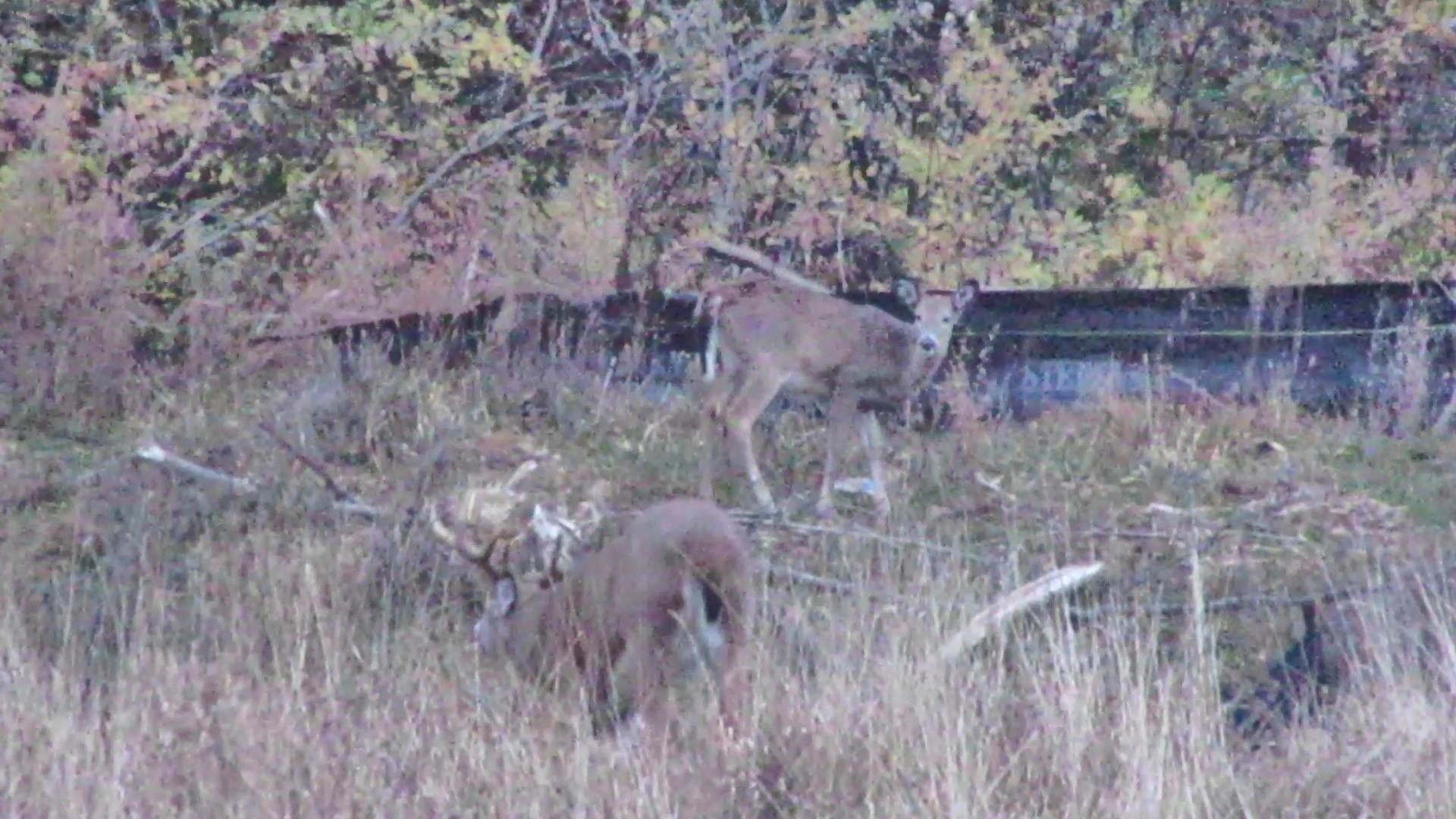 Buck on the Trail