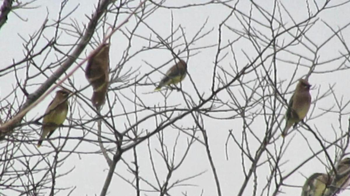 Thoughts on Birds Banging into&nbsp;Windows